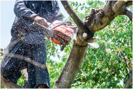 tree services Tracyton